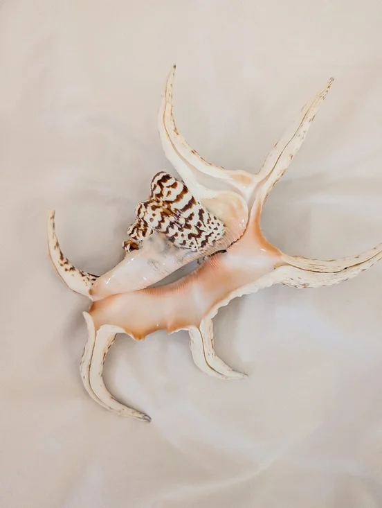 Spider Conch Shell - Picture 4 of 4